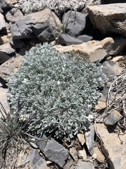 Artemisia constricta