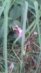 Xylocopa tabaniformis azteca