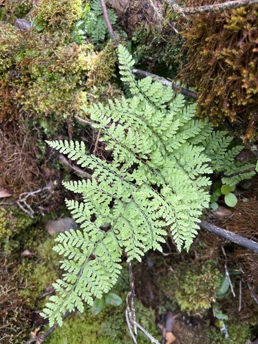 Dryopteris glabra observed 2022-11-09