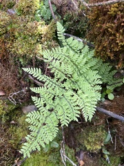 Dryopteris glabra