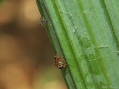 Nihonhimea tesselata