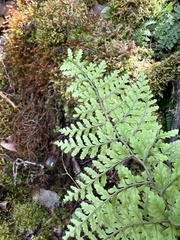 Dryopteris glabra