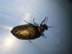 Meloe mediterraneus