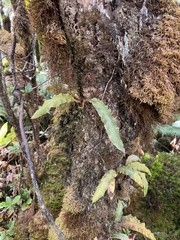 Elaphoglossum paleaceum