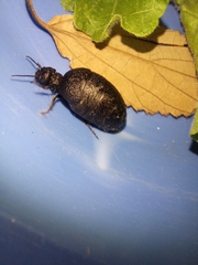 Meloe mediterraneus