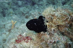 Black Tunicate photo 1