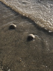 Pectinatella magnifica