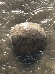 Pectinatella magnifica