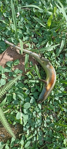 Eutropis multifasciata