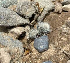 Dasymutilla pseudopappus