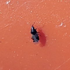 Anthocoridae