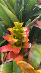 Guzmania