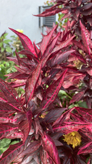 Iresine diffusa herbstii