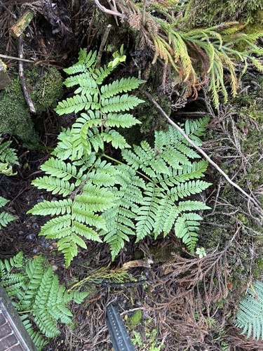 Marattia douglasii observed 2022-11-09
