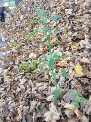 Chenopodium album
