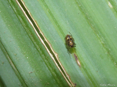 Alpaida