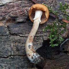 Galerina marginata