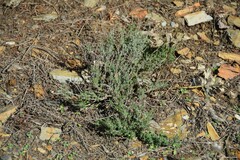 Thymus zygis