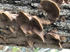 Mensularia radiata
