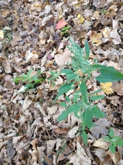 Chenopodium album