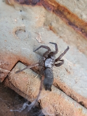 Gnaphosidae