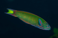 Thalassoma lunare