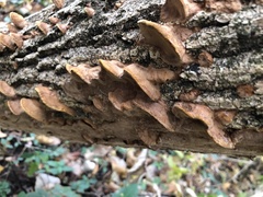 Mensularia radiata
