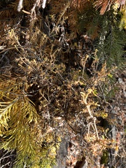 Arceuthobium americanum