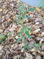 Chenopodium album