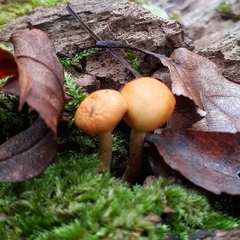 Galerina marginata