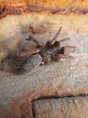Gnaphosidae