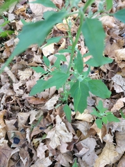 Chenopodium album