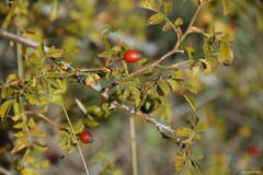 Rosa agrestis