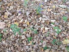 Chenopodium album