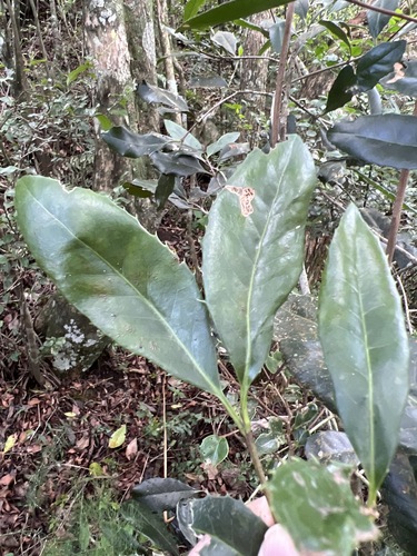 Elaeodendron croceum image