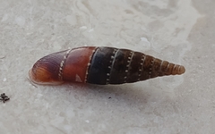 Clausiliidae