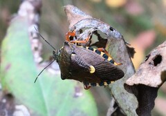 Pinthaeus sanguinipes