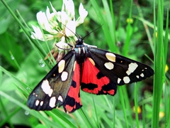 Callimorpha dominula