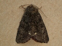 Melanchra pulverulenta