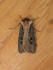 Agrotis obliqua