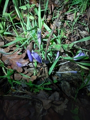 Crocus serotinus
