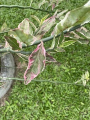 Aglaonema commutatum