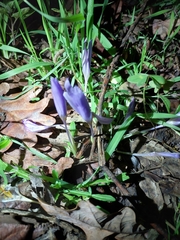 Crocus serotinus
