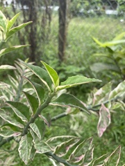 Aglaonema commutatum