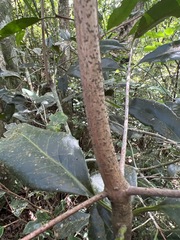 Elaeodendron croceum image