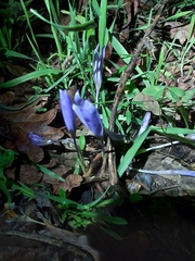 Crocus serotinus