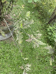 Aglaonema commutatum