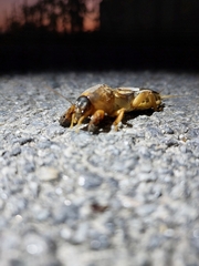 Gryllotalpa vineae