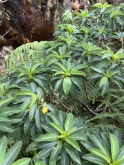 Clermontia micrantha