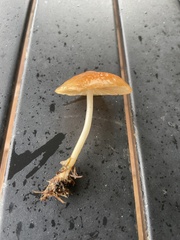 Marasmius vagus
